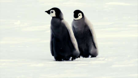 Penguinsの写真素材