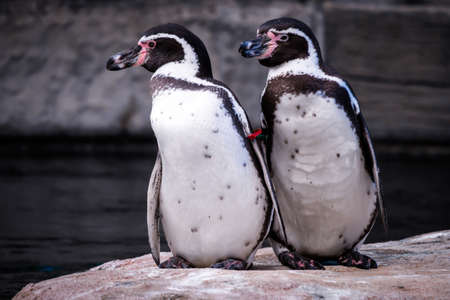 beautiful penguin birds real photoの写真素材