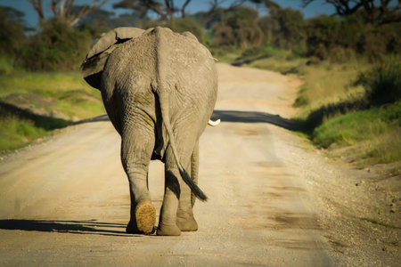 elephant in the natureの写真素材