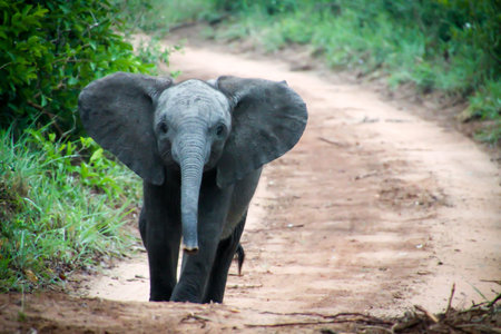 elephant in the natureの写真素材