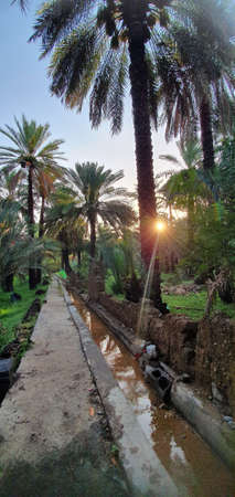 A view of date palm plantations with falaj, green fodder and sunrise background, Sultanate of Oman - Al Dakhiliya Governorateの写真素材