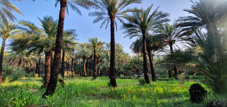 A view of date palm plantations with falaj, green fodder and sunrise background, Sultanate of Oman - Al Dakhiliya Governorateの写真素材