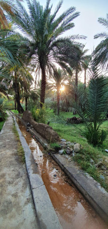 A view of date palm plantations with falaj, green fodder and sunrise background, Sultanate of Oman - Al Dakhiliya Governorateの写真素材