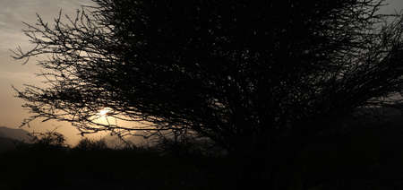 trees with the sunset in Oman mountainsの写真素材