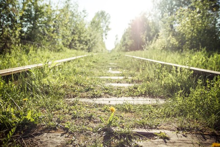Flower on the railroadの写真素材