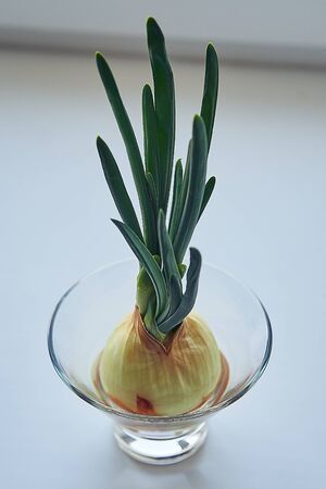 a garden of young onion on a window sill.Growing onions on the glassの写真素材