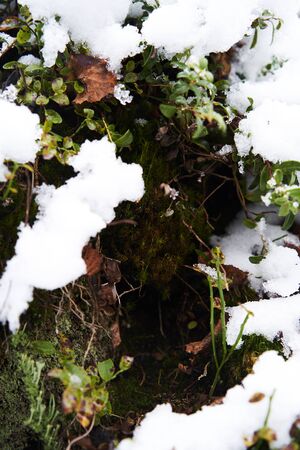 Close-up of a plant in the snow. High quality photoの写真素材