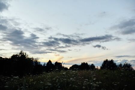 Green field with flowers on a background of trees, evening. High quality photoの写真素材