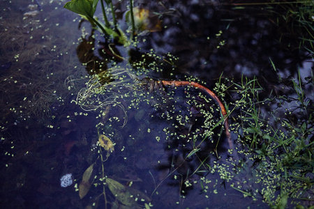  Algae and tsyets in the pond, close-up. High quality photo