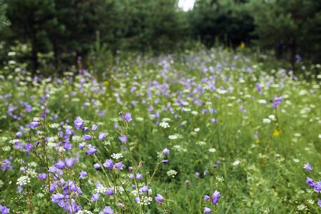 Purple flowers in a lush green field on a background of green treesの写真素材