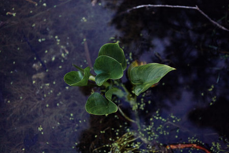Close-up of a green plant that grows in a lake