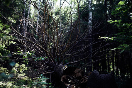 Fallen old branchy tree in the forest. High quality photo