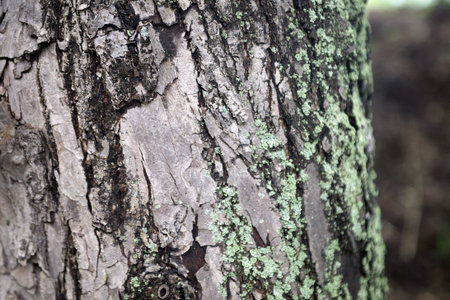 Mossy green gray tree trunk texture