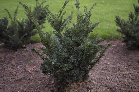 The english yew young bushes trees in the parkの写真素材