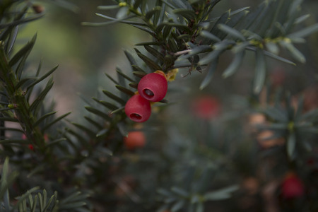 Closeup of english yew taxus baccata fruitsの写真素材