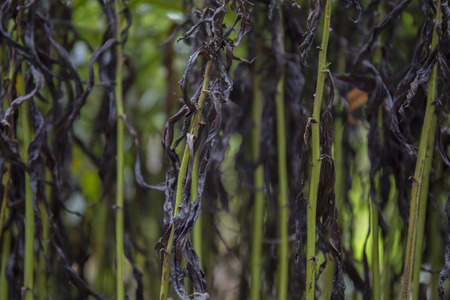 Dark and green wilted stems backgroundの写真素材