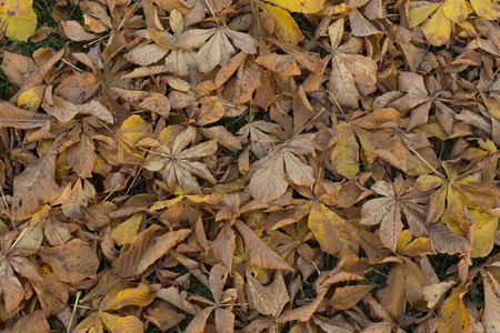 Late autumn brown faded horse chestnut leaves backgroundの写真素材