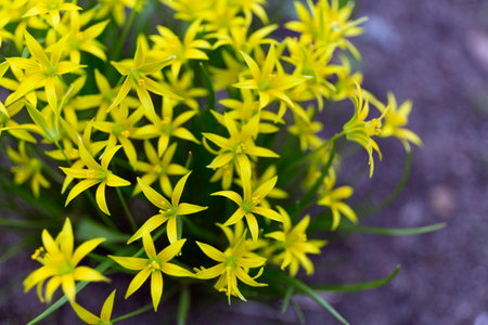 Gagea lutea or the Yellow Star-of-Bethlehem in the spring parkの写真素材