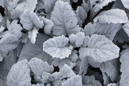 Beautiful white silver leaves of Cineraria with dew drops and brown autumn leafの写真素材