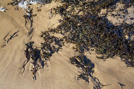 Brown algae washed up on baltic sea beach shoreの写真素材