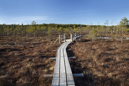 The Great Kemeri Raised bog Bog Boardwalk in the springの写真素材