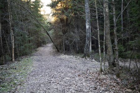 Empty trail road in the dark wild forest in springの写真素材