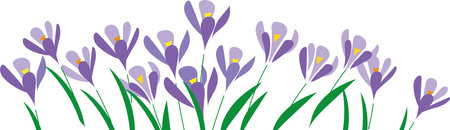 Horizontal white banner or floral crocus backdrop decorated with purple blooming flowers and leaves borderのイラスト素材