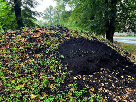 Pile of fertile black soil or compost with green sprouts and autumn leaves in a city park, natural organic earth for gardening and landscapingの写真素材