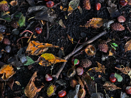 Chestnut Shells and Autumn Foliage on Forest Floorの写真素材