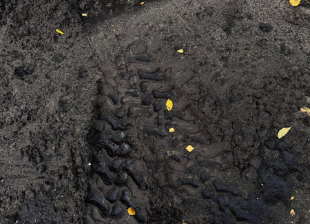 Autumn Leaves on Wet Dark Soil Backgroundの写真素材