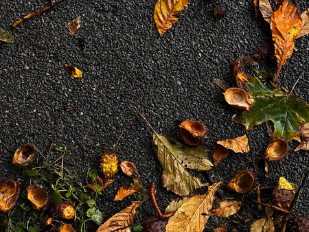 Autumn background with wet asphalt, fallen leaves and chestnuts after rain. Natural texture of fall season with brown, yellow and orange tonesの写真素材