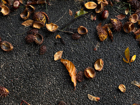 Wet asphalt with fallen autumn leaves and chestnut shells after rain. Natural fall texture background with warm earthy colorsの写真素材