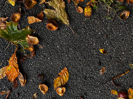 Wet asphalt with fallen autumn leaves and chestnut shells after rain. Natural fall texture background with warm earthy colors â perfect for seasonal design, nature, and backgroundの写真素材
