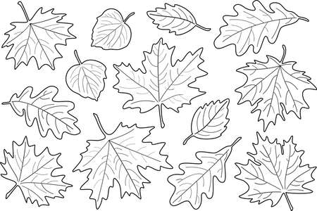 set of black and white leaves. Fall leaves silhouettes. Maple, Linden, oak and birch leaves.のイラスト素材