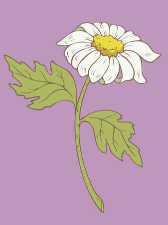 Vector illustration of camomile. Daisy flower on lilac background.のイラスト素材