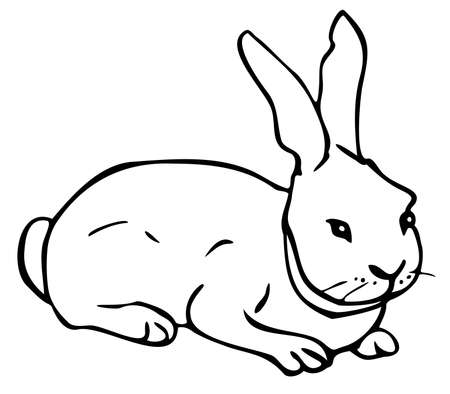 Vector illustration of black and white rabbit. Hand drawn bunny. Design for coloring book.のイラスト素材