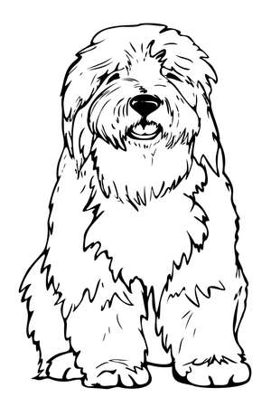 Vector illustration of black and white bobtail. hand drawn dog.のイラスト素材