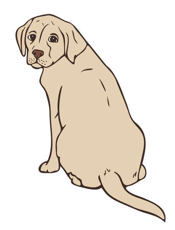 Vector illustration of dog colored and depicted by a line. Hand drawn labrador.のイラスト素材