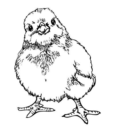 Vector illustration of cute chick. Black and white chick.のイラスト素材