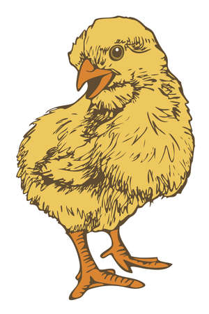 Vector illustration of hand drawn chick. Chick colored and depicted by a line.のイラスト素材