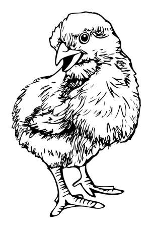 Vector illustration of black and white chick. Cute hand drawn chick.のイラスト素材