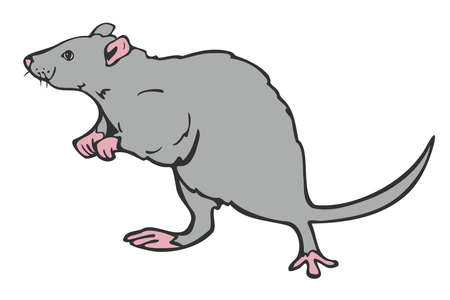 Vector illustration of hand drawn rat. Rat colored and depicted by a line.のイラスト素材