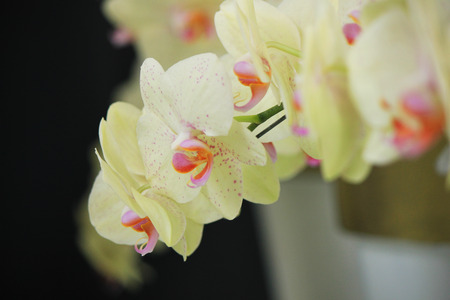 keukenhof netherlandsの写真素材