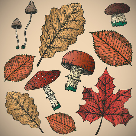 Autumn background isolated objects. Hand drawn vector illustration.のイラスト素材