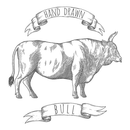 Bull hand drawn illustration.のイラスト素材