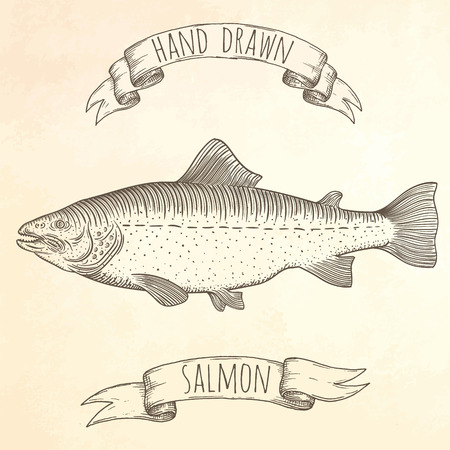 Salmon hand drawn illustrationのイラスト素材