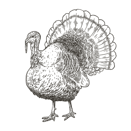 Hand drawn vector illustration of turkey.の写真素材