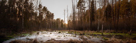 Pool of flowing river in the middle of the forest - beaver den and water among trees, panorama at...