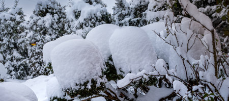 Snowy thujas - large patches and piles of snow on coniferous shrubsの写真素材