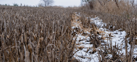 Dry grass in the countryside - brown stubble, snowy background.の写真素材